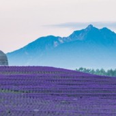 Atama Daibutsu - Tượng Phật khổng lồ giữa đồi hoa oải hương